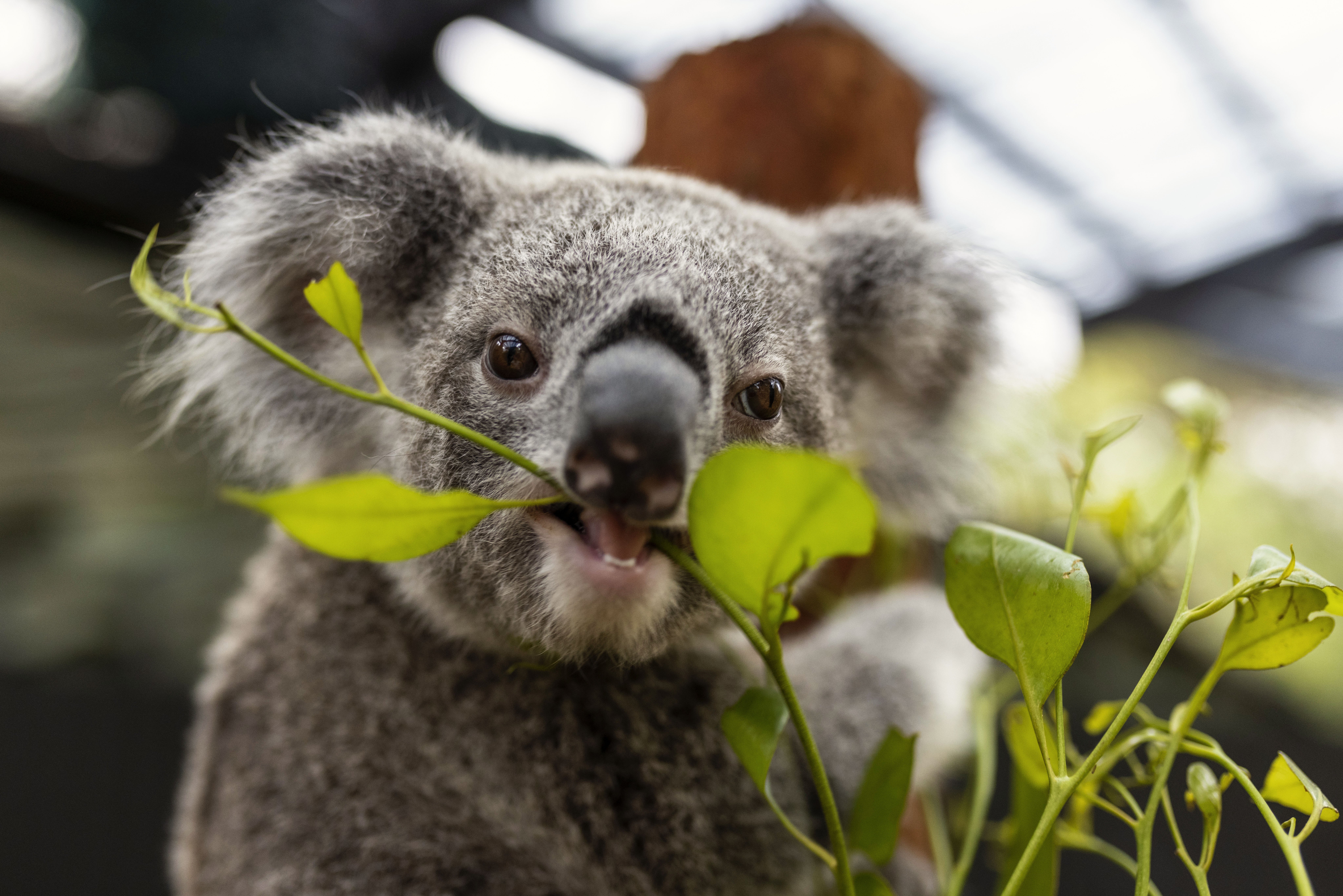 Image of Koala