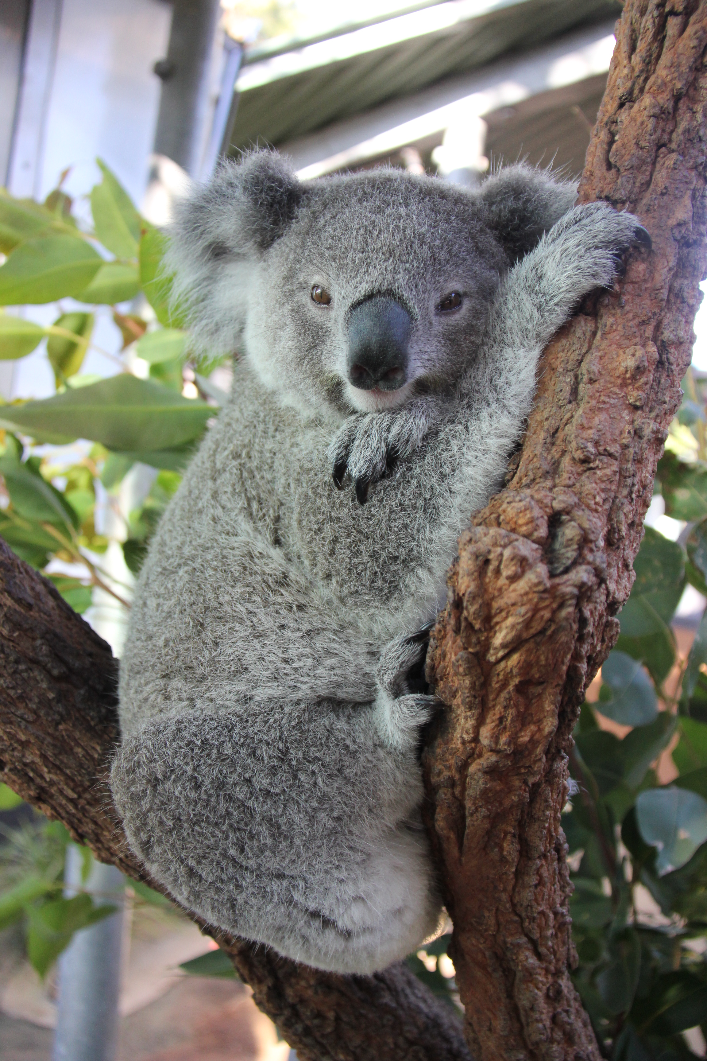 Koala sitting in the bough of a tree at Taronga Zoo Sydney 