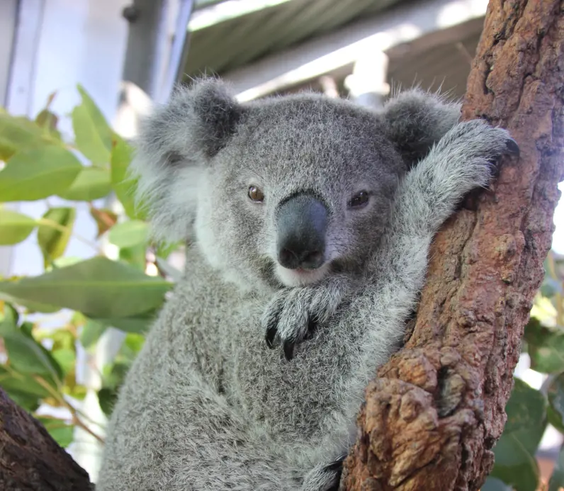 Koala sitting in the bough of a tree at Taronga Zoo Sydney