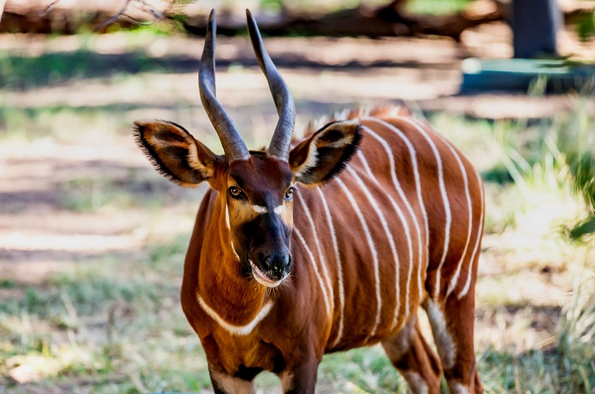 Image of Eastern Bongo&nbsp;
