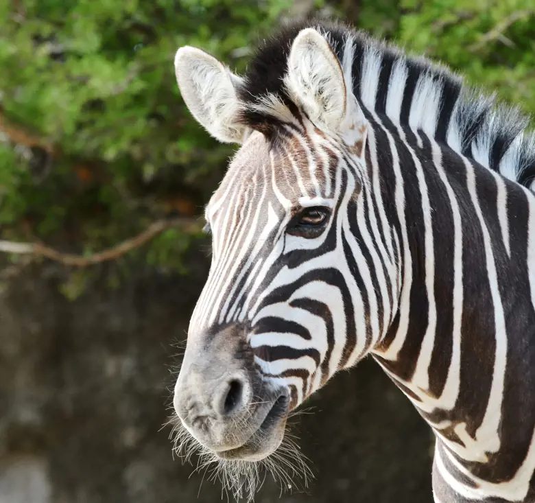 Zebra