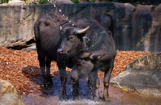 Image of Asian Water Buffalo 