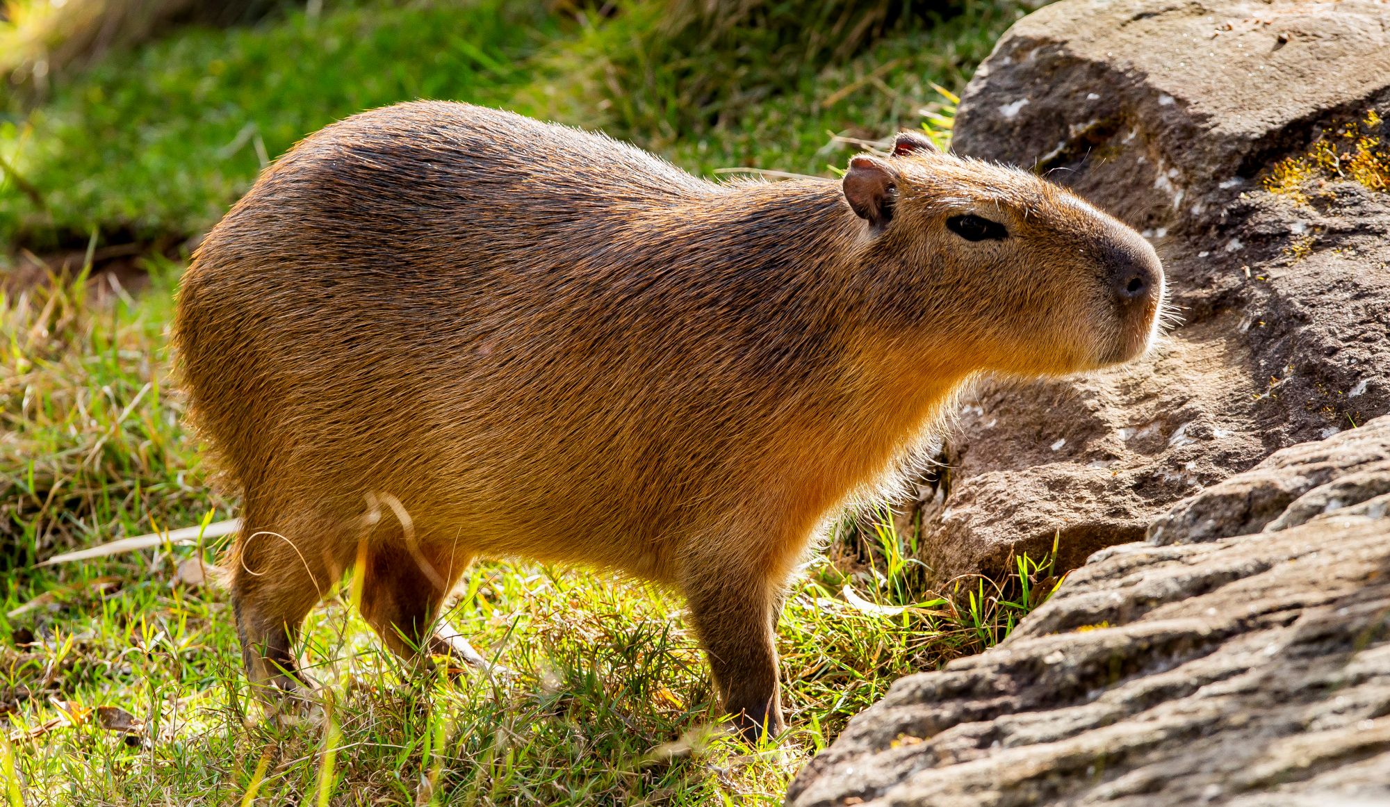 Image of Capybara