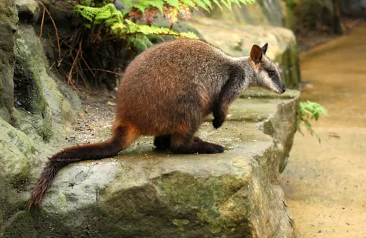 Image of Brush-tailed Rock Wallaby<br />