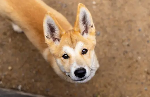 Image of Dingo<br />