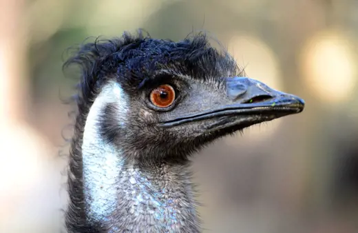 Image of Emu 