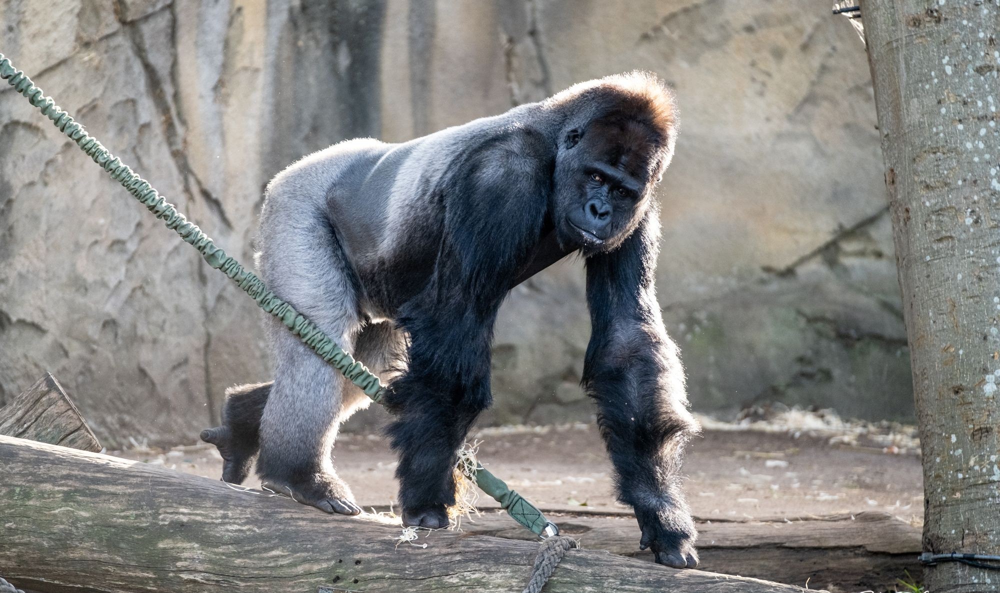 Image of Western Lowland Gorilla