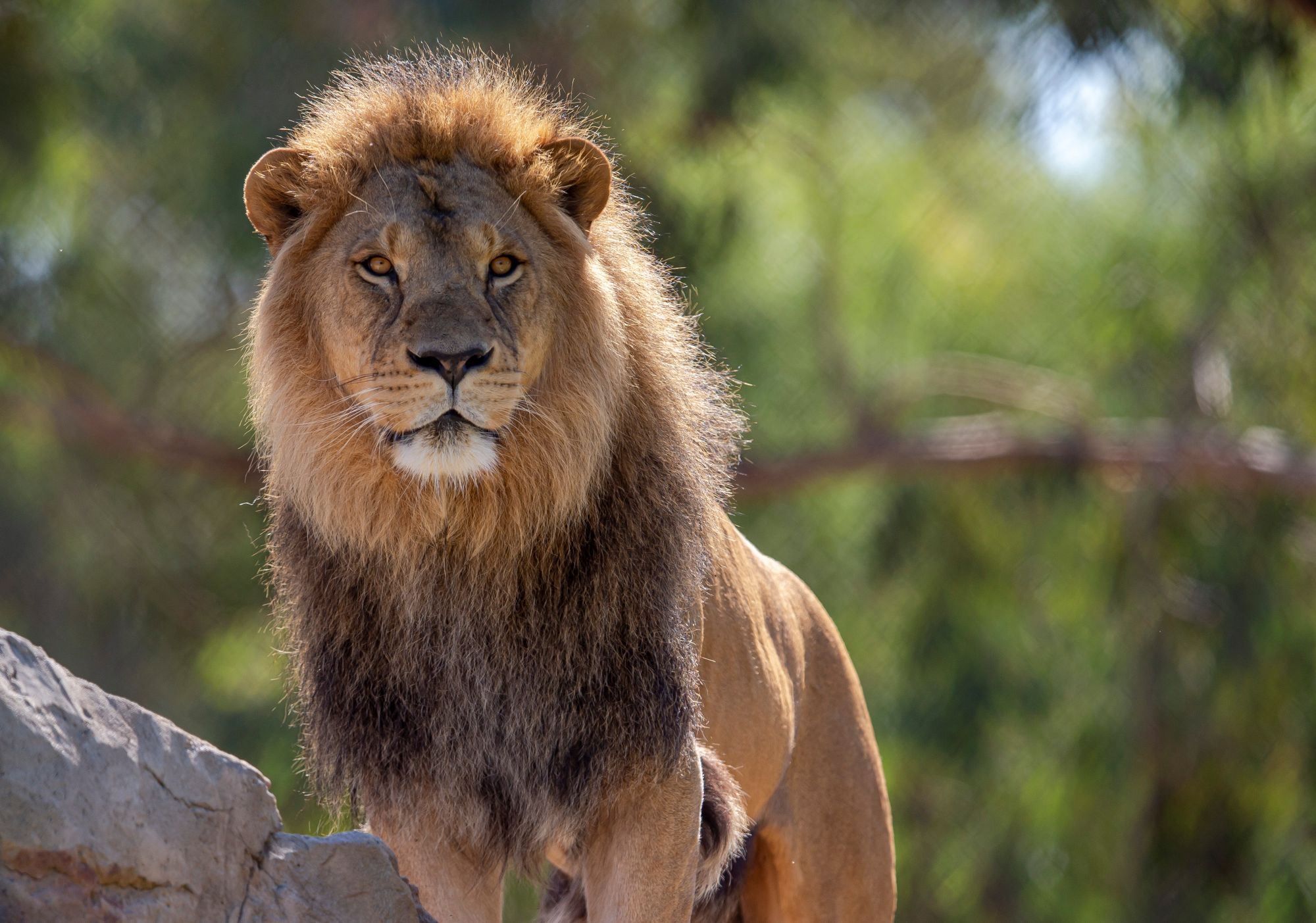 Image of African Lion