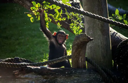 Image of Chimpanzee 