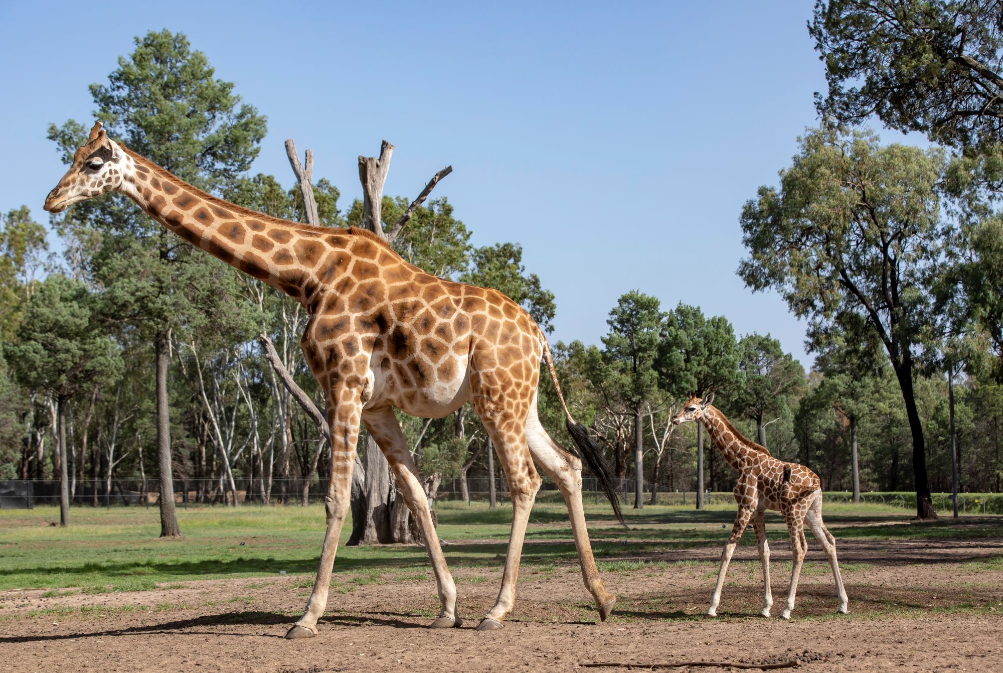 Image of Giraffe&nbsp;