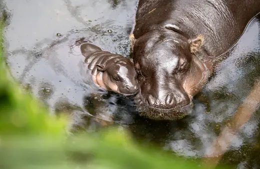 Image of Pygmy Hippopotamus