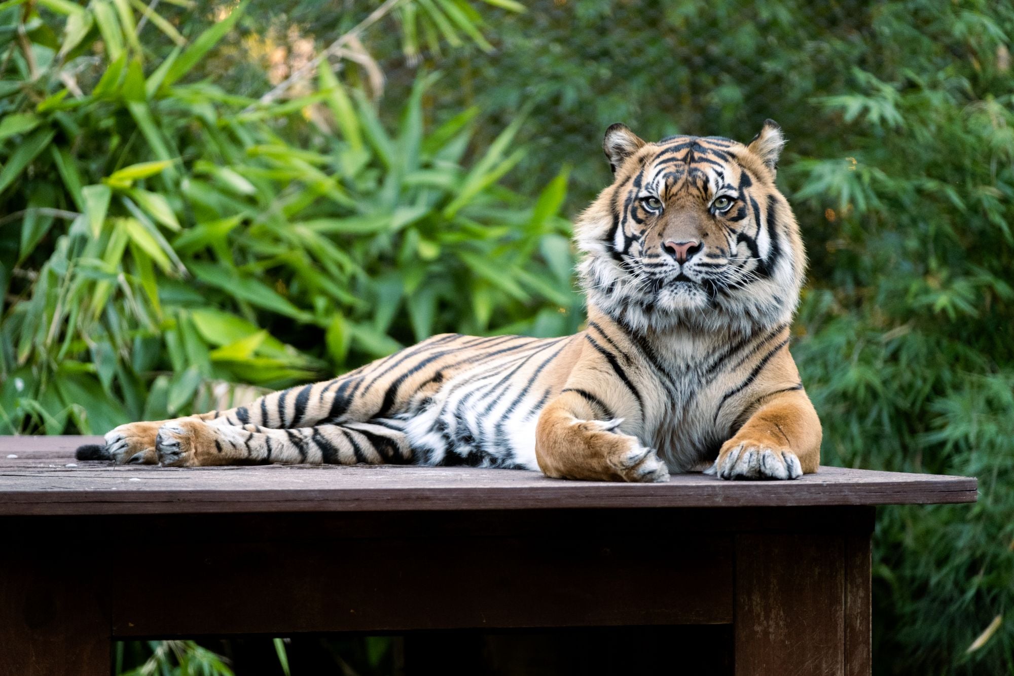 Image of Sumatran Tiger&nbsp;
