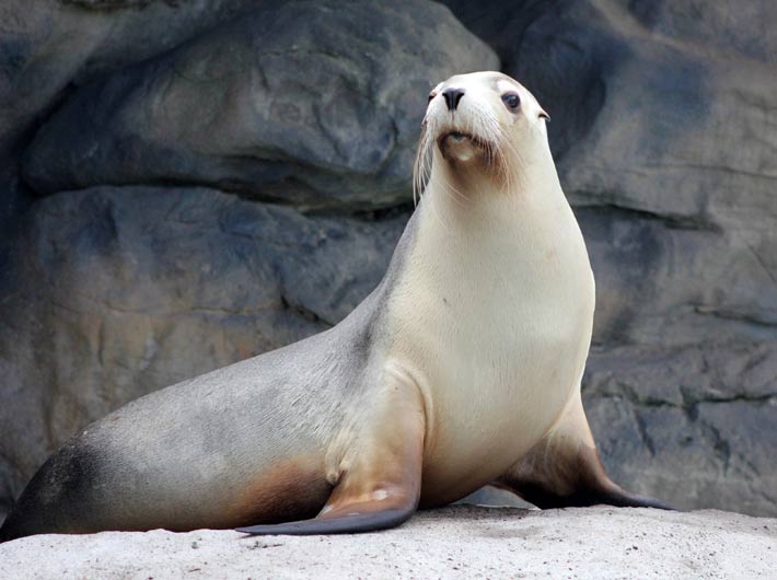 Australian Sea-lion