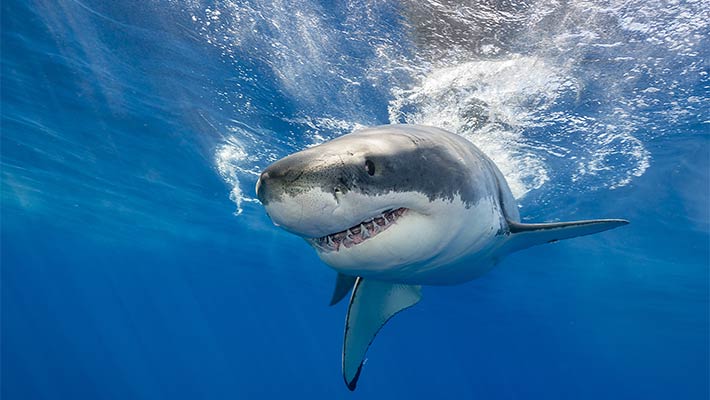 Great White Shark