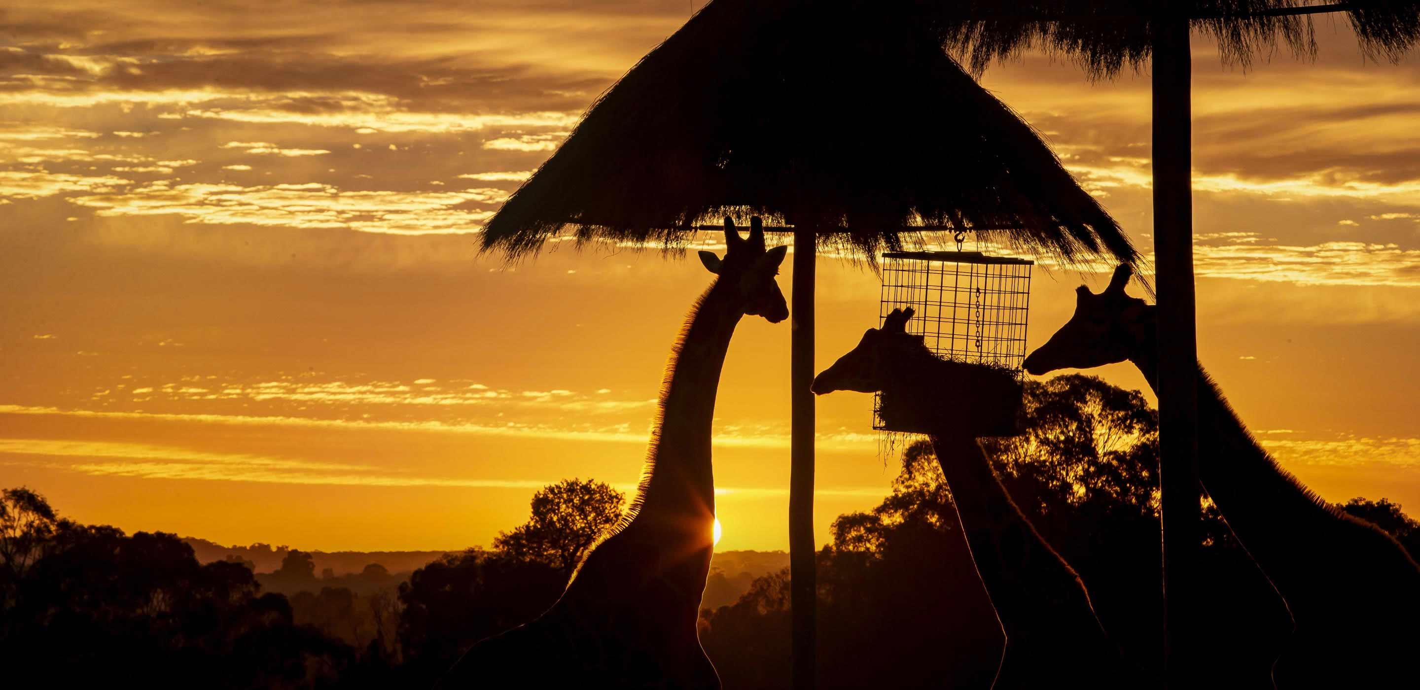 Giraffe at sunset