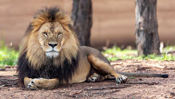 Lion Pride Lands at Taronga Western Plains Zoo Dubbo