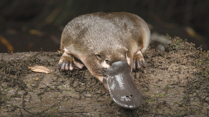 Platypus