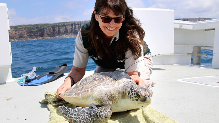 Green Turtle release