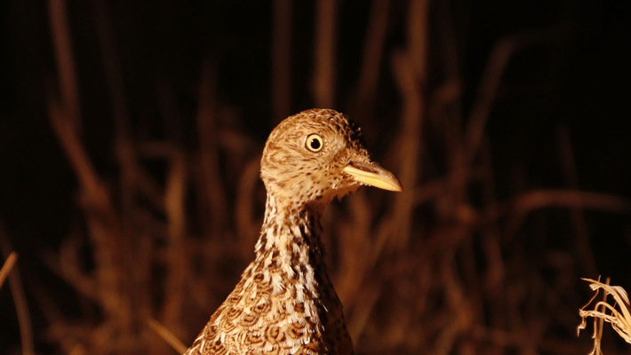 Plains Wanderer.