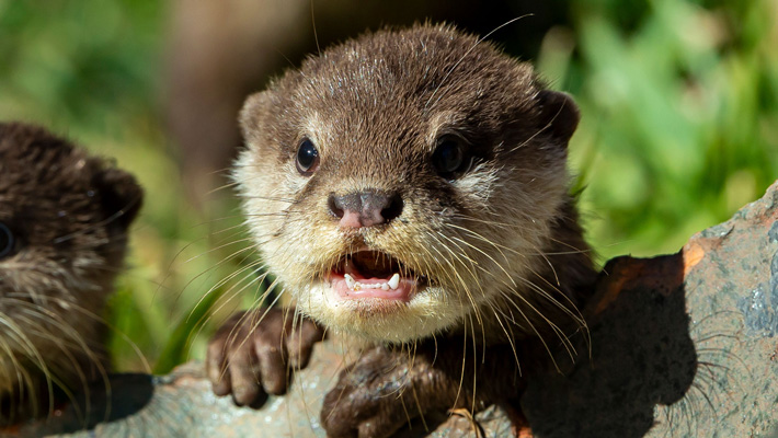 Asian Small-clawed Otter