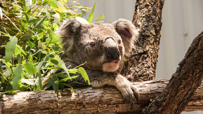 Koala