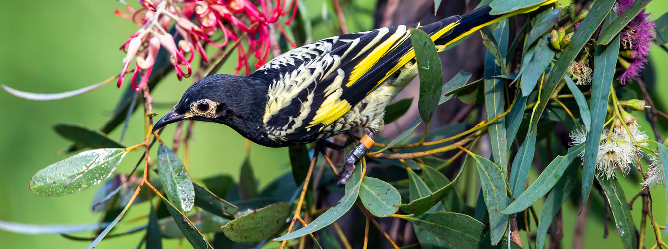 Regent Honeyeater