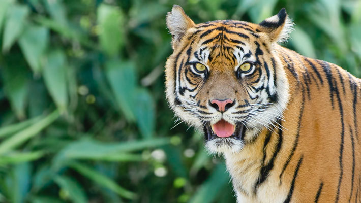 Sumatran Tiger