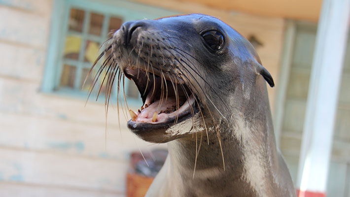 Seals for the Wild Presentation