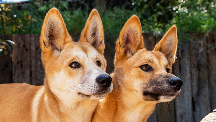 Dingoes at Taronga Zoo Sydney