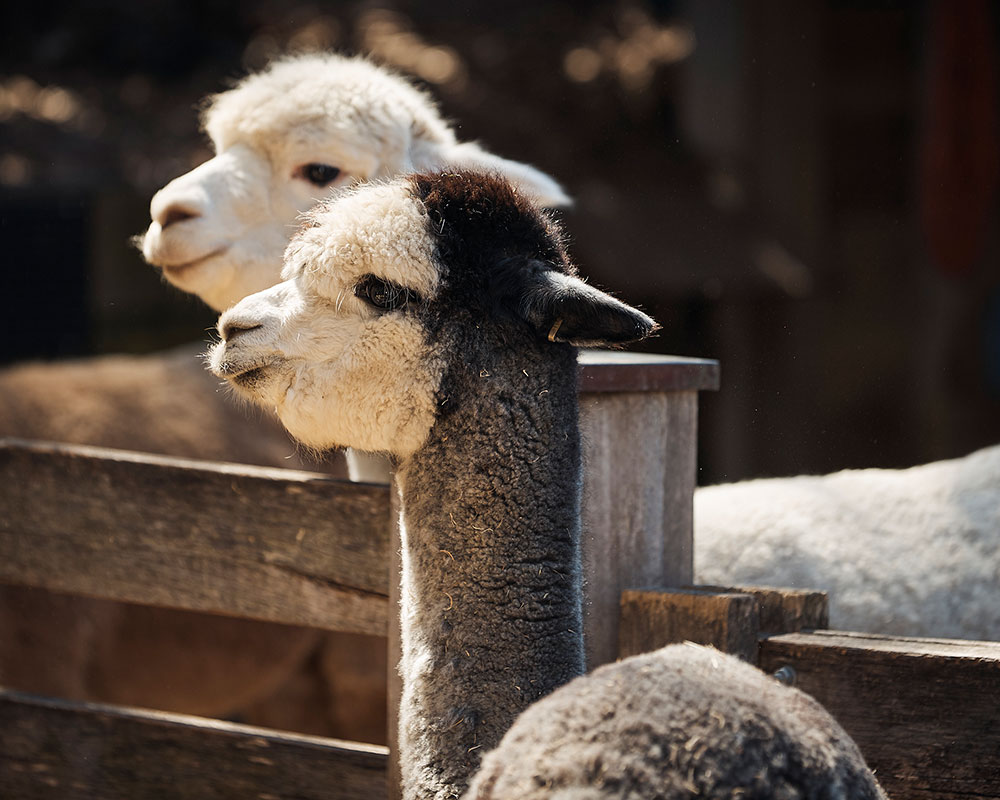 Alpacas at Taronga Zoo