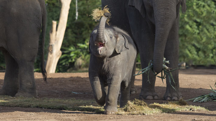 Elephant calf 