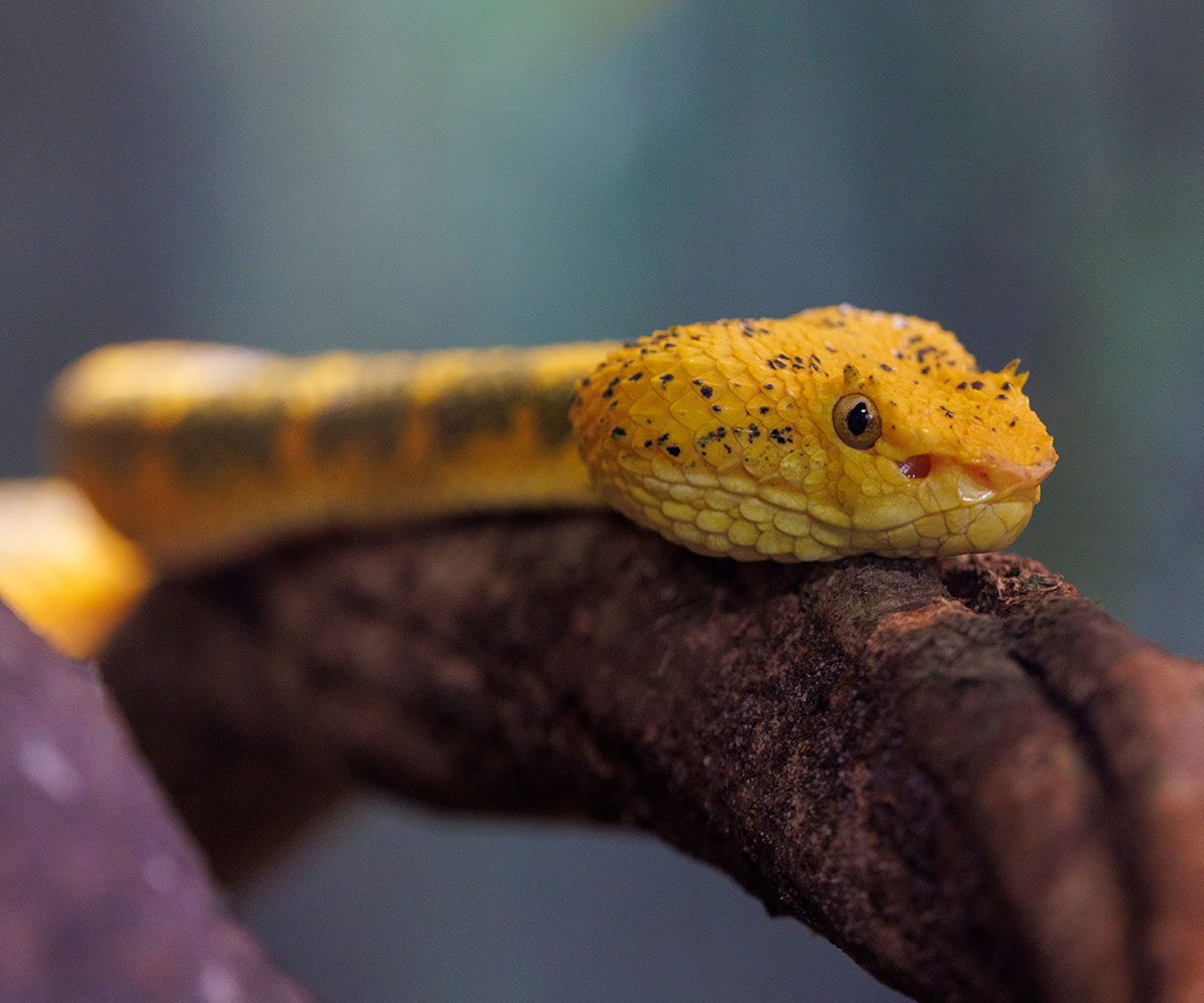 Central American Eyelash Viper 