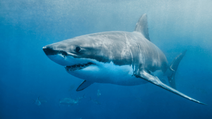 White Shark 