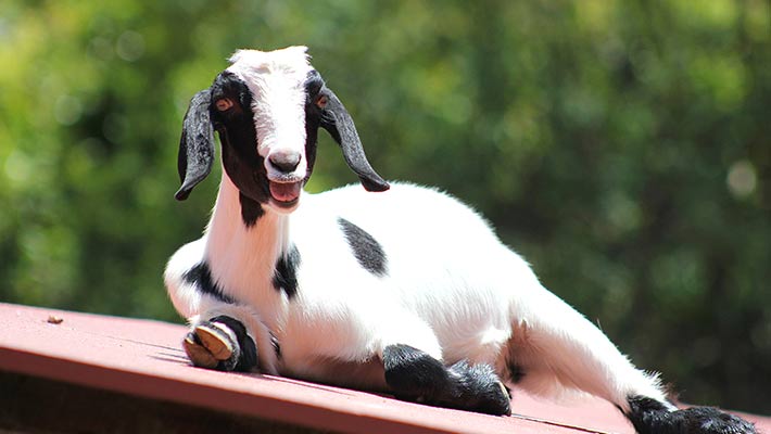 Goat in Backyard to Bush at Taronga Zoo Sydney