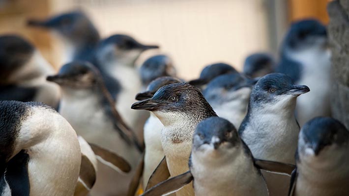 Little Penguins 