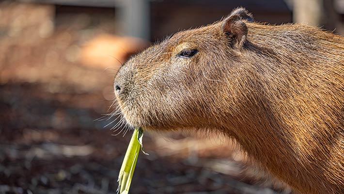 Capybara 