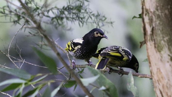 Regent Honeyeater 