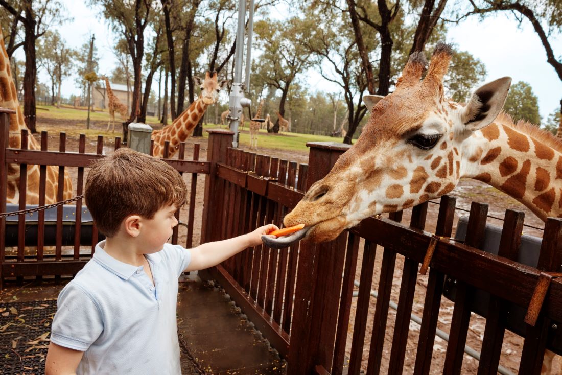 Giraffe Encounter