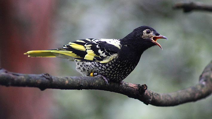 Regent Honeyeater in the Blue Mountains Bushwalk. Photo: Paul Fahy