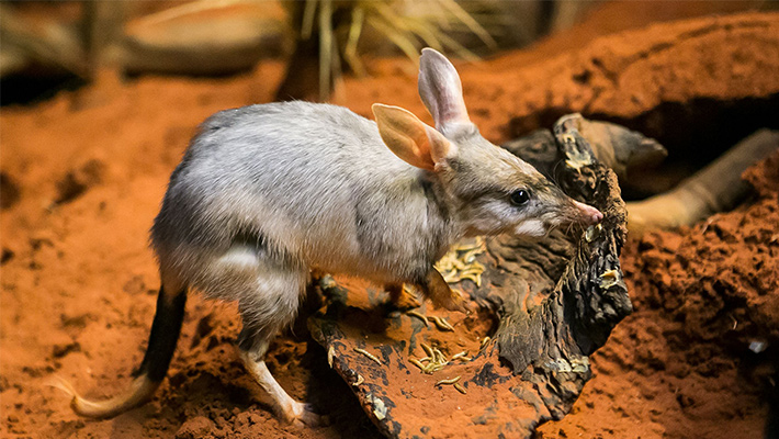 Greater Bilby exploring its new habitat!