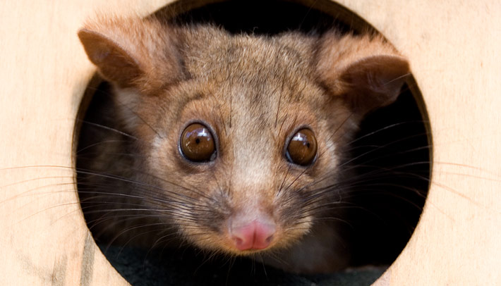 Ringtail Possum