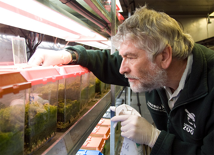 Caring for Corroboree Frogs