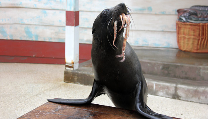 Bondi the New Zealand Fur-seal