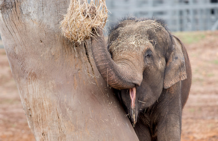 Asian Elephant calf at Taronga Western Plains Zoo Dubbo