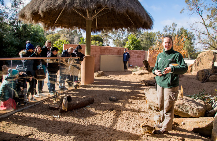 Meerkat Keeper talk