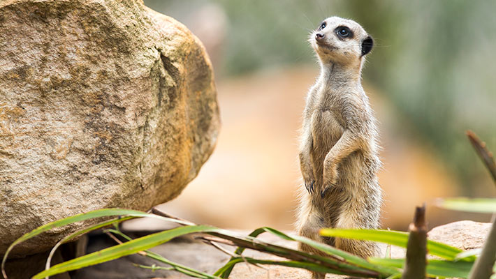 Meerkat. Photo: Rick Stevens