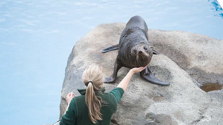 Taronga Keeper trains with our seals. Photo: Jonathan Dear