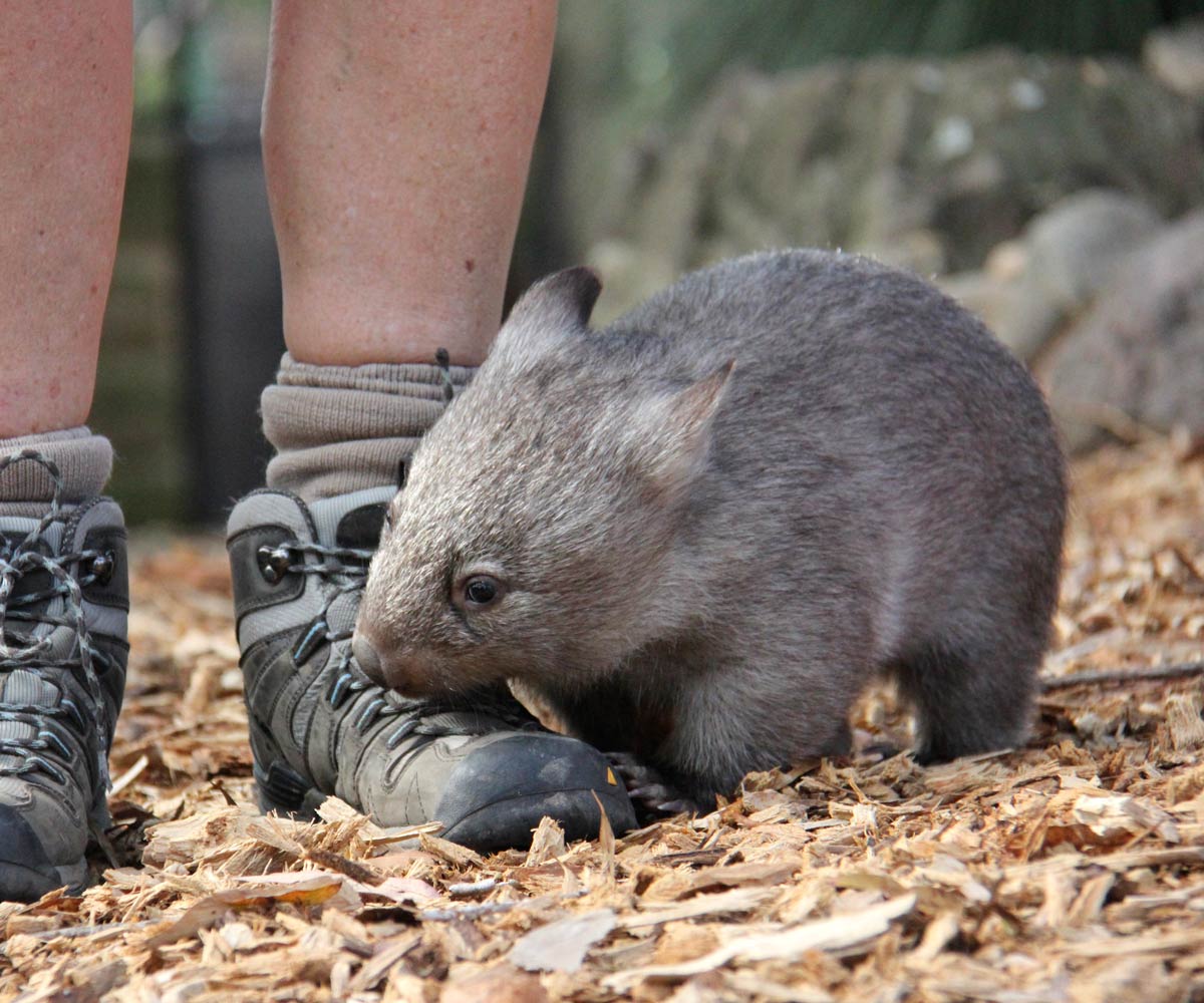 Wombat