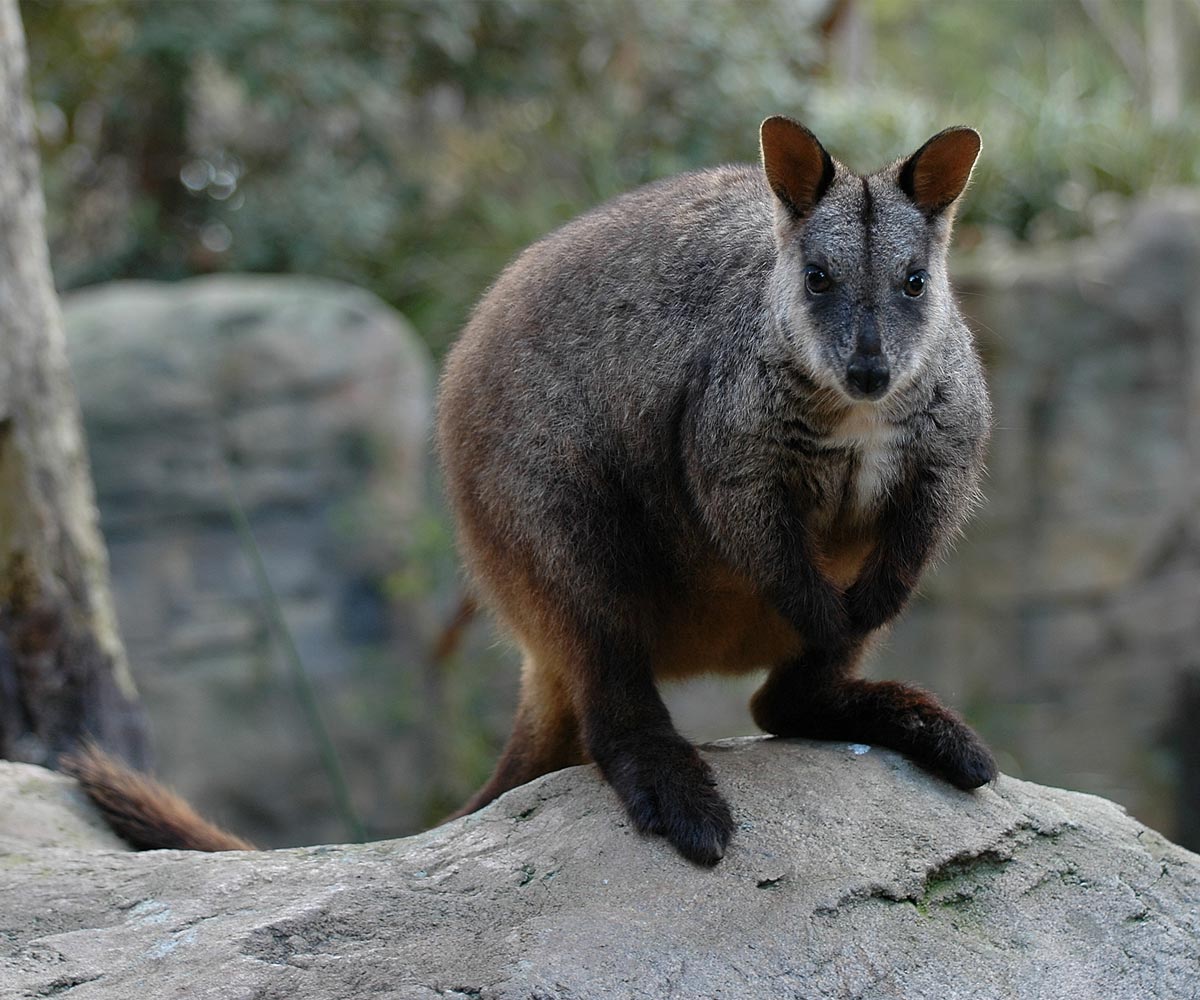 Rock Wallaby