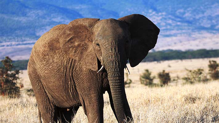 African Elephant. Photo: Kira Mileham